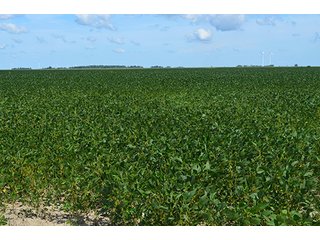 Property photo 18 - 233 +/- Acres Offered in 3 Tracts, Ohio Land Auction